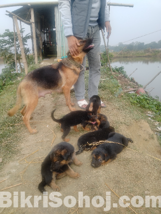 GSD puppy
